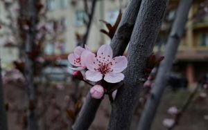 Za 5 dni: Grajewo rozkwitnie! Czas na wiśniowe i czereśniowe cuda