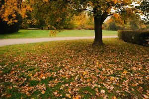 Arka Gdynia walczy o utrzymanie: Pozycja w strefie spadkowej i nadzieje trenera