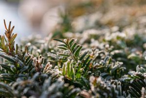 Już jutro: Ostatnie przymrozki w Imielinie – czas sadzić!