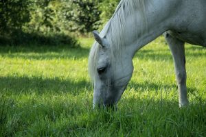 Zielone Świątki w Sieradzu: Tradycja, natura i wspólne świętowanie